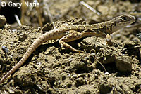 Blunt-nosed Leopard Lizard