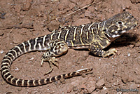 Blunt-nosed Leopard Lizard