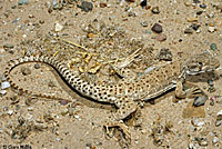 Long-nosed Leopard Lizard