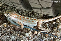 Long-nosed Leopard Lizard