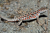 long-nosed leopard lizard