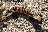 Banded Gila Monster