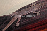 Mediterranean House Gecko