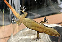 Mediterranean House Gecko