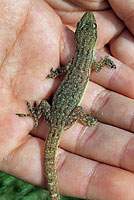 Mediterranean House Gecko