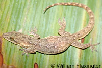 Mediterranean House Gecko