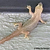 Mediterranean House Gecko