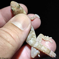 Tropical House Gecko