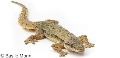 Mediterranean House Gecko