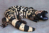 Banded Gila Monster