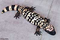 Banded Gila Monster