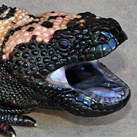 Banded Gila Monster