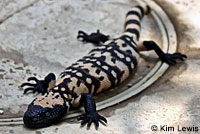 Gila Monster