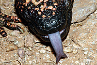 Reticulate Gila Monster