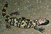 Banded Gila Monster