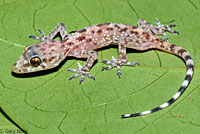 Mediterranean House Gecko