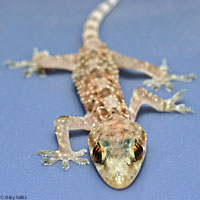 Mediterranean House Gecko