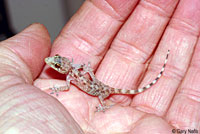 Mediterranean House Gecko