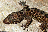 Mediterranean House Gecko