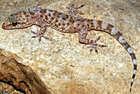 Mediterranean house gecko