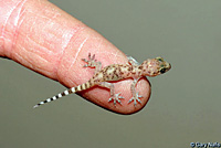 Mediterranean House Gecko