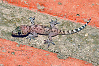 Mediterranean House Gecko