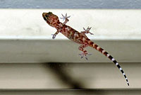 Mediterranean House Gecko