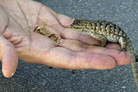 California Whiptail