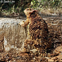 Coast Horned Lizard