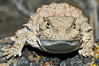 Pygmy Short-horned Lizard