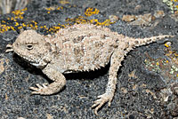 Pygmy Short-horned Lizard