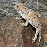 Pygmy Short-horned Lizard