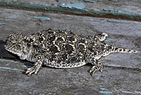 Pygmy Short-horned Lizard