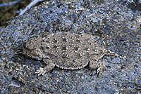 Pygmy Short-horned Lizard