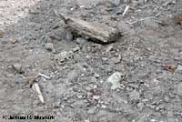 Pygmy Short-horned Lizard