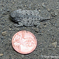 Great Basin Collared Lizard