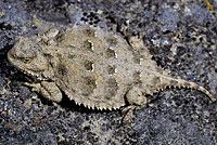 Pygmy Short-horned Lizard