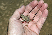 Pygmy Short-horned Lizard