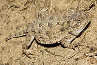 Pygmy Short-horned Lizard