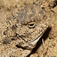 Pygmy Short-horned Lizard