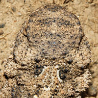 Pygmy Short-horned Lizard