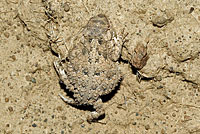 Pygmy Short-horned Lizard