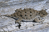 Pygmy Short-horned Lizard