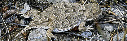 Pygmy Short-horned Lizard