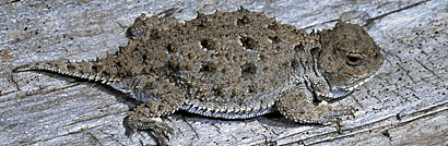 Pygmy Short-horned Lizard