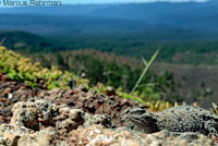 Pygmy Short-horned Lizard