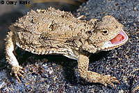 Pygmy Short-horned Lizard