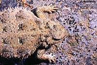 Pygmy Short-horned Lizard