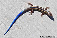 Greater Brown Skink