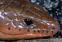 Gilbert Skink Tail